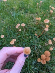 Conocybe tenera