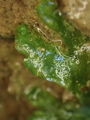 Pellia neesiana