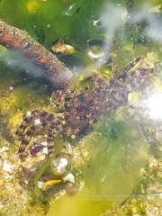 Leptograpsus variegatus