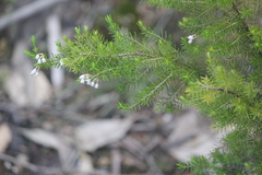 Erica lusitanica