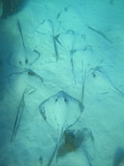 Pastinachus ater