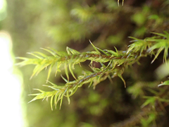 Racomitrium lawtonae