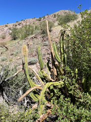 Lophocereus schottii