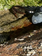 Leptograpsus variegatus