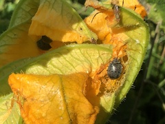 Epilachna obscurella