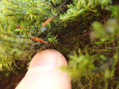 Racomitrium lawtonae