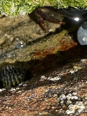 Leptograpsus variegatus