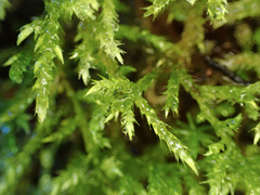 Brachythecium frigidum