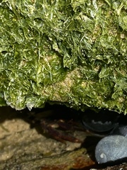 Leptograpsus variegatus
