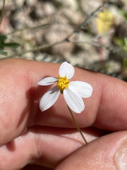 Coreocarpus parthenioides parthenioides