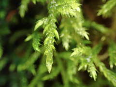 Brachythecium frigidum