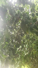 Malpighia emarginata