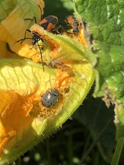 Epilachna obscurella