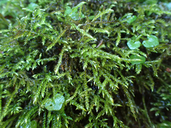 Brachythecium frigidum