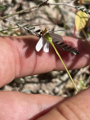 Coreocarpus parthenioides parthenioides