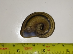 Aperostoma