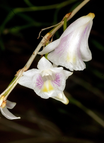 Linearifolium Orchid