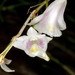 Dendrobium linearifolium - Photo (c) Orchi, μερικά δικαιώματα διατηρούνται (CC BY-SA)
