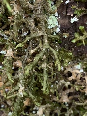 Porella navicularis