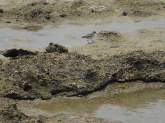 Calidris alba