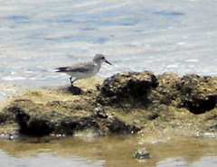 Calidris alba