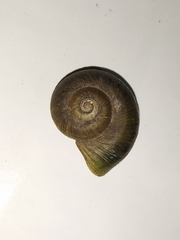 Aperostoma