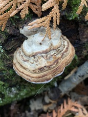 Fomes fomentarius