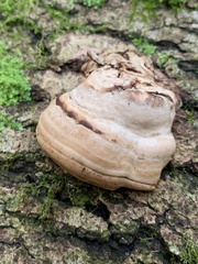 Fomes fomentarius