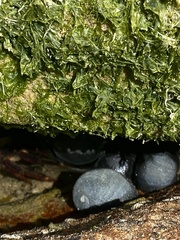 Ulva