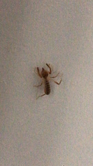 Ammotrechidae