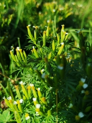 Tagetes filifolia