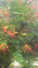 Caesalpinia