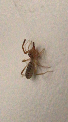 Ammotrechidae