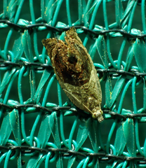 Acroceuthes metaxanthana