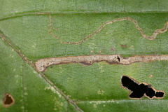 Stigmella betulicola