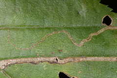 Stigmella betulicola