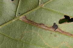 Stigmella betulicola