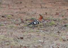 Upupa epops africana