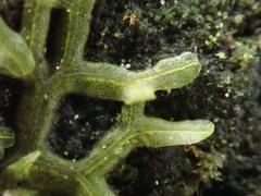Metzgeria temperata
