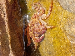 Leptograpsus variegatus