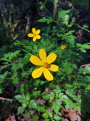 Bidens ostruthioides