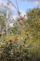 Grevillea decora decora