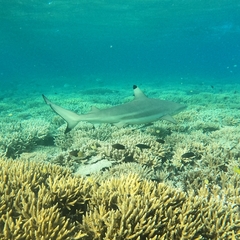 Carcharhinus melanopterus