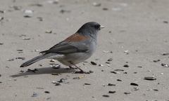 Junco hyemalis caniceps