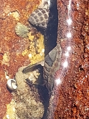 Sypharochiton pelliserpentis