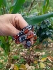 Erythrolamprus pseudocorallus