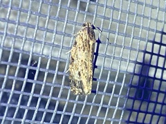 Phaecasiophora confixana