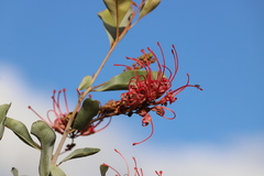 Grevillea decora decora