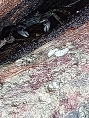 Leptograpsus variegatus