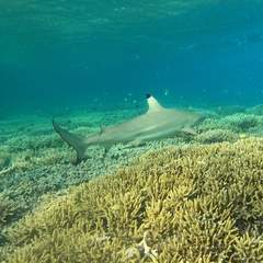 Carcharhinus melanopterus